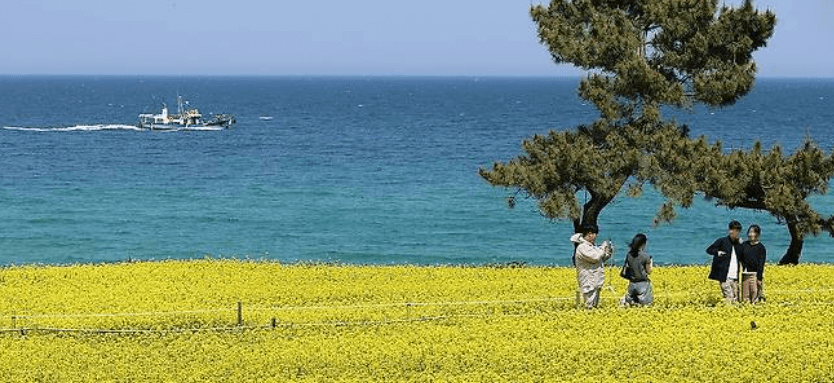 강릉 사근진 해변 유채꽃밭
