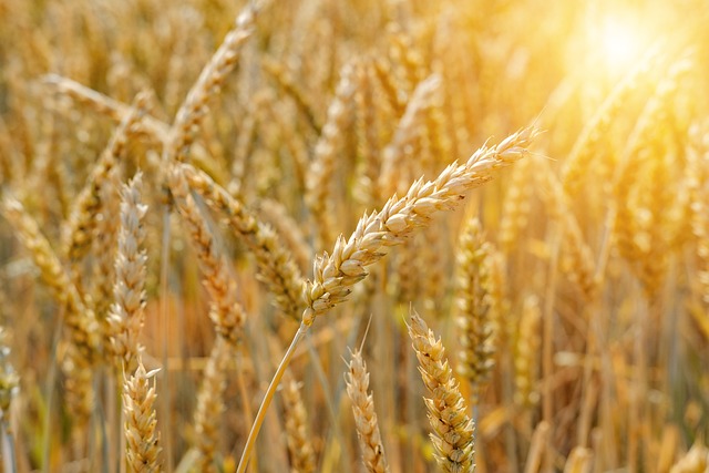 카무트 효소 효능