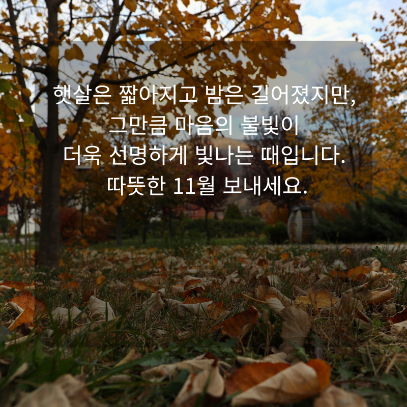 11월 인사말 문구 이미지 가을 겨울 인사글 모음집