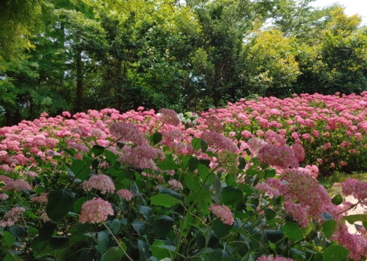 청산수목원 수국1