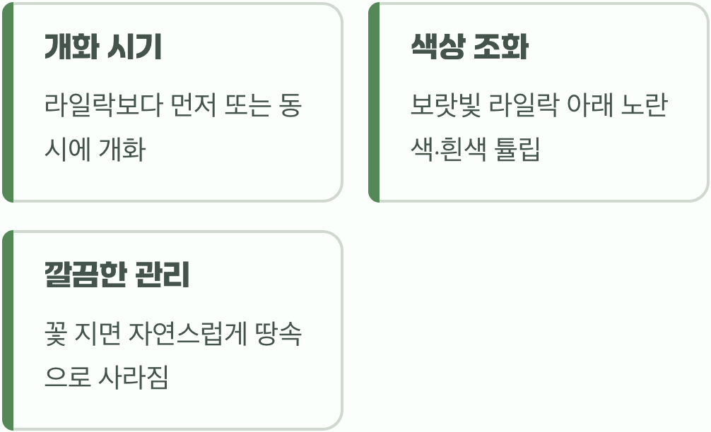 봄의 시작을 알리는 전령사, 튤립