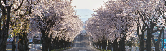 2025 진해 군항제 일정 및 벚꽃 축제