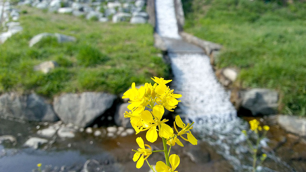 서울둘레길 3코스 고덕산&middot;일자산 : 애기똥풀