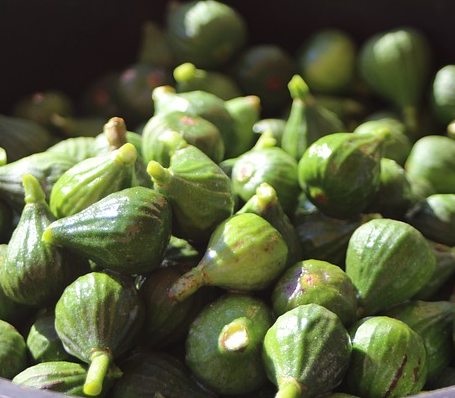 무화과 보관방법