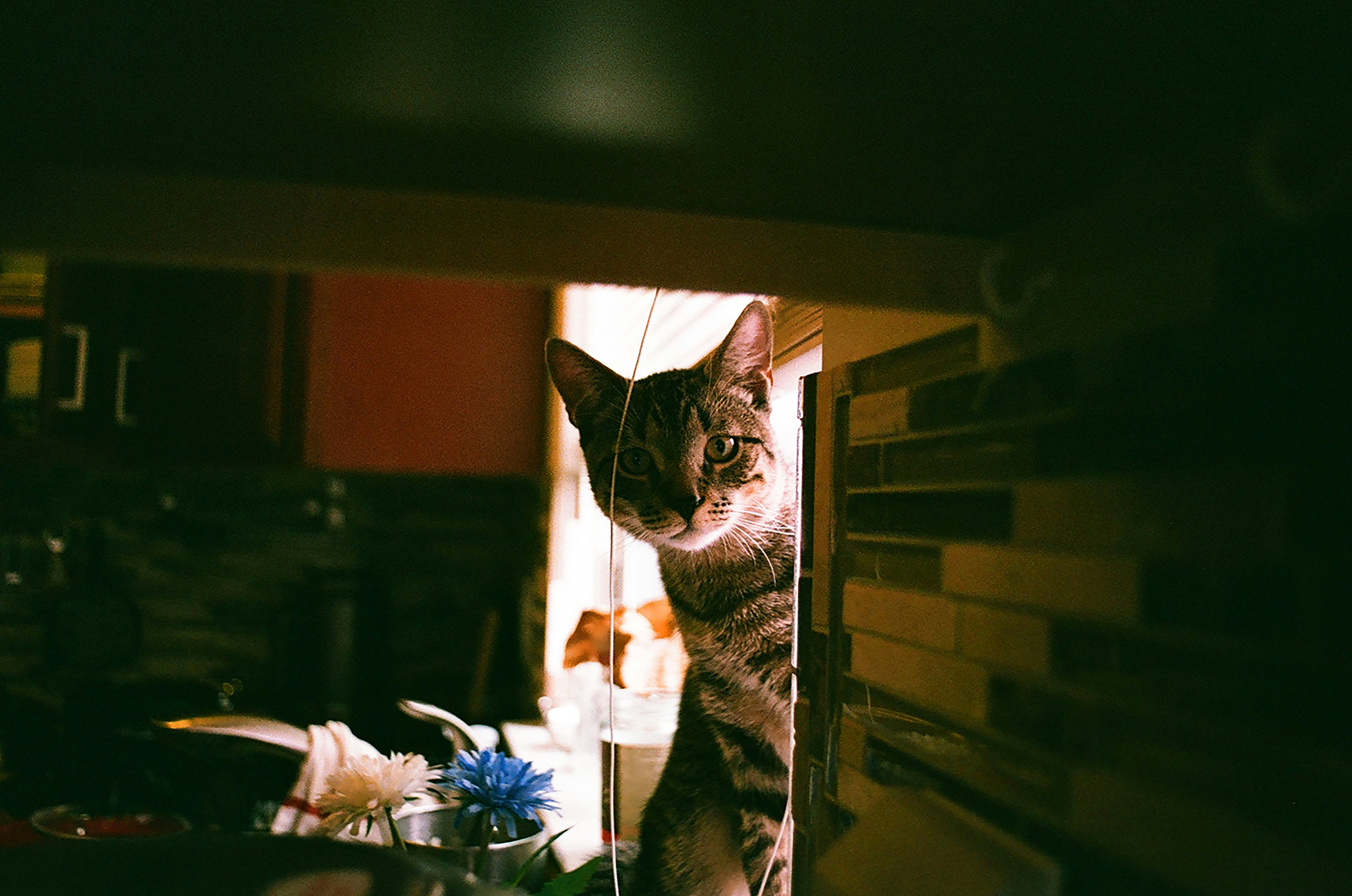 Pentax K1000