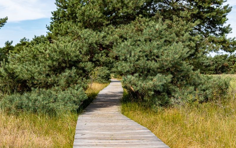 울산 대왕암공원 주차장 출렁다리 요금과 코스별 관람 소요시간 총정리 -