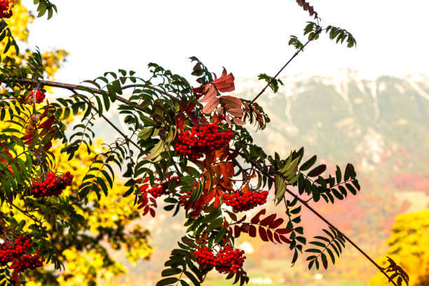 마가목 열매 효능