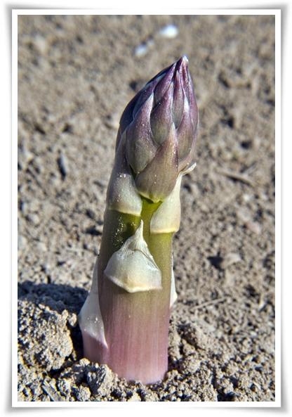 텃밭 &quot;아스파라거스 기르기&quot; 한 번 심으면 10년 동안 거두는 황금 채소!