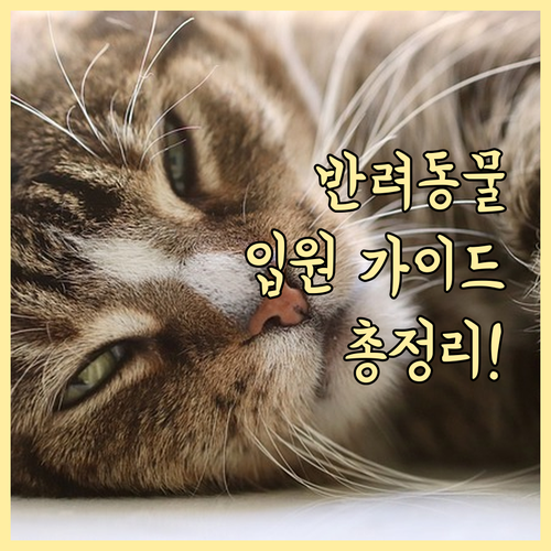 반려동물 입원 가이드: 필요성부터 절