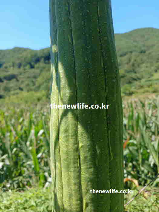 수세미 효능 알레르기 완화