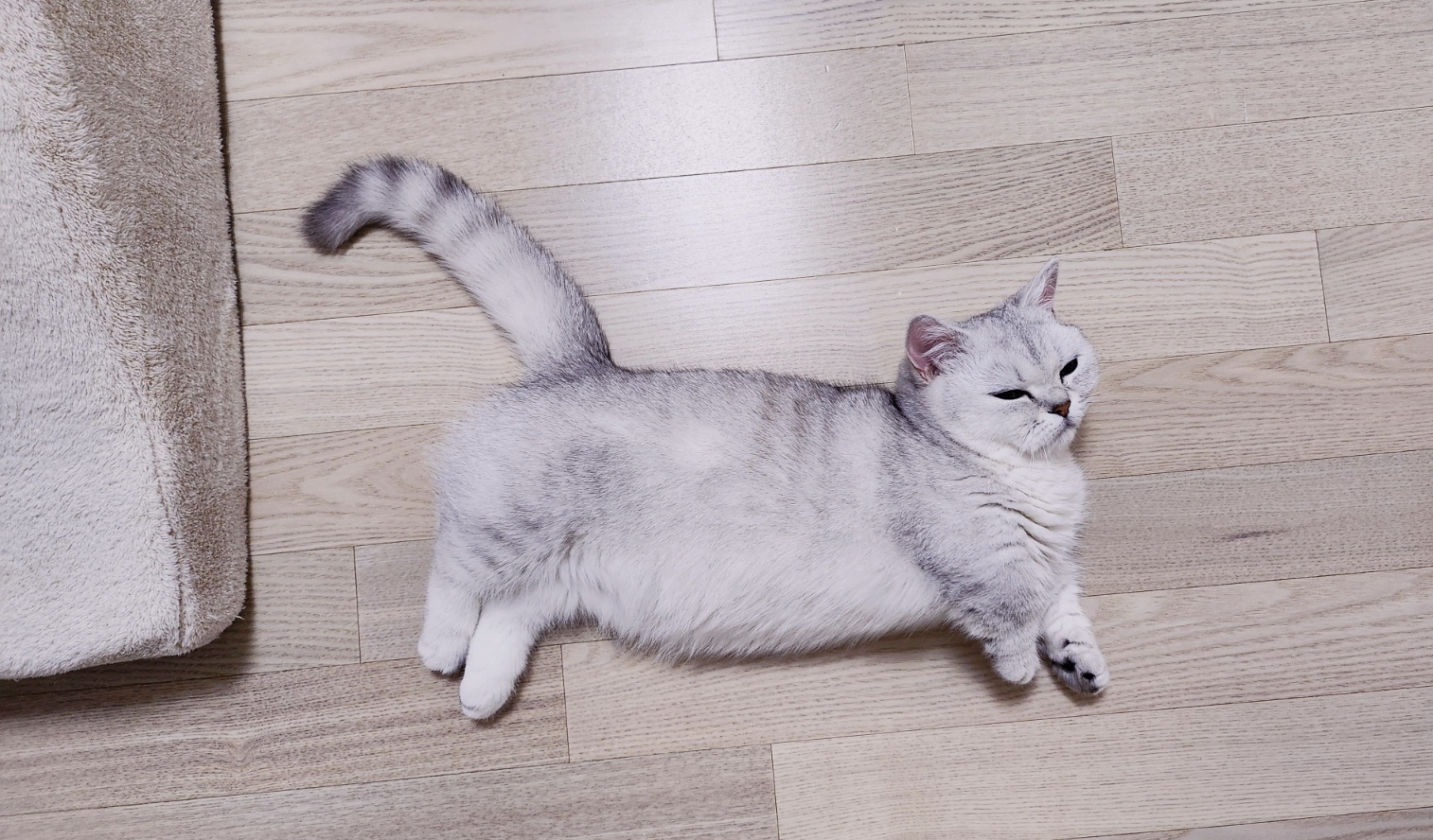 고양이 먼지