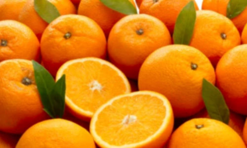 귤 감귤 밀감 뜻 차이