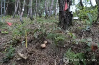 송이버섯 채취시기가격 정보를 확인_2