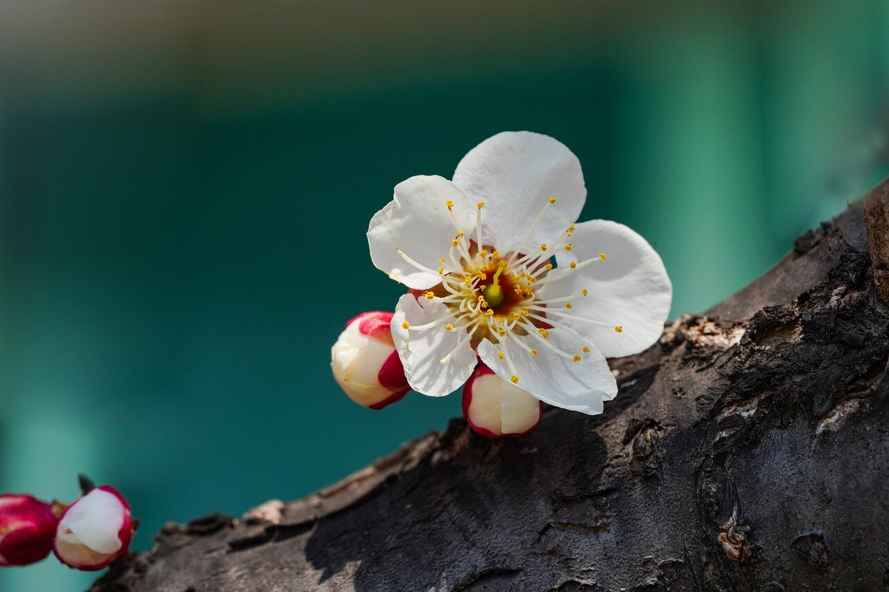 광양 매화 축제