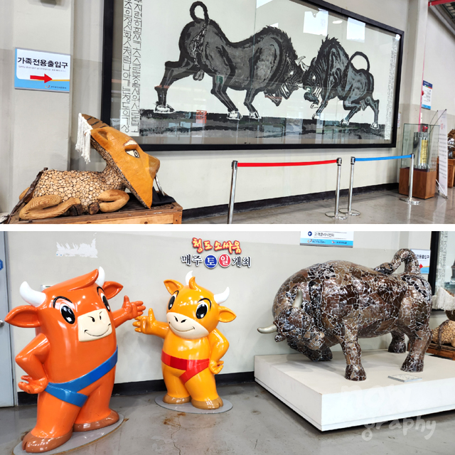 청도-소싸움경기장