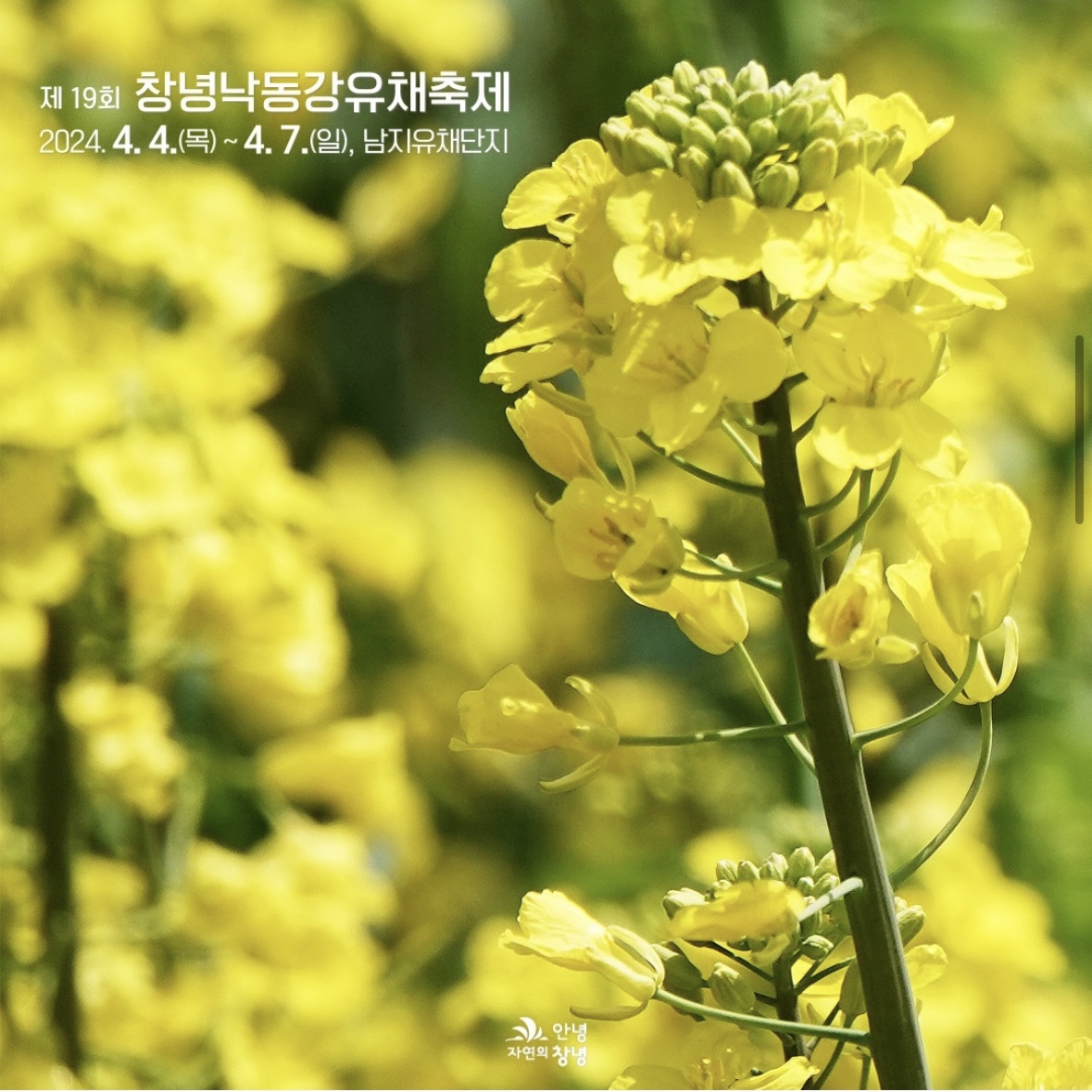 남지 유채꽃 축제 일정