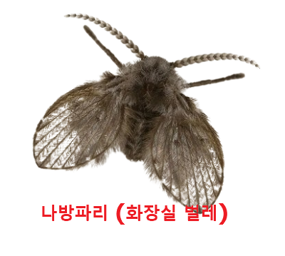 나방파리 (화장실 벌레) 사진