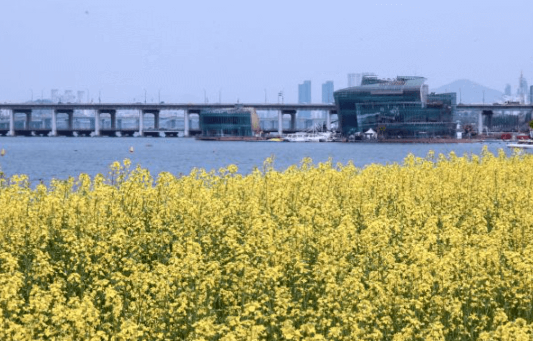 2024 한강 서래섬 유채꽃 축제 프로그램 안내 및 주차장 한강순환관람차 상세 정보