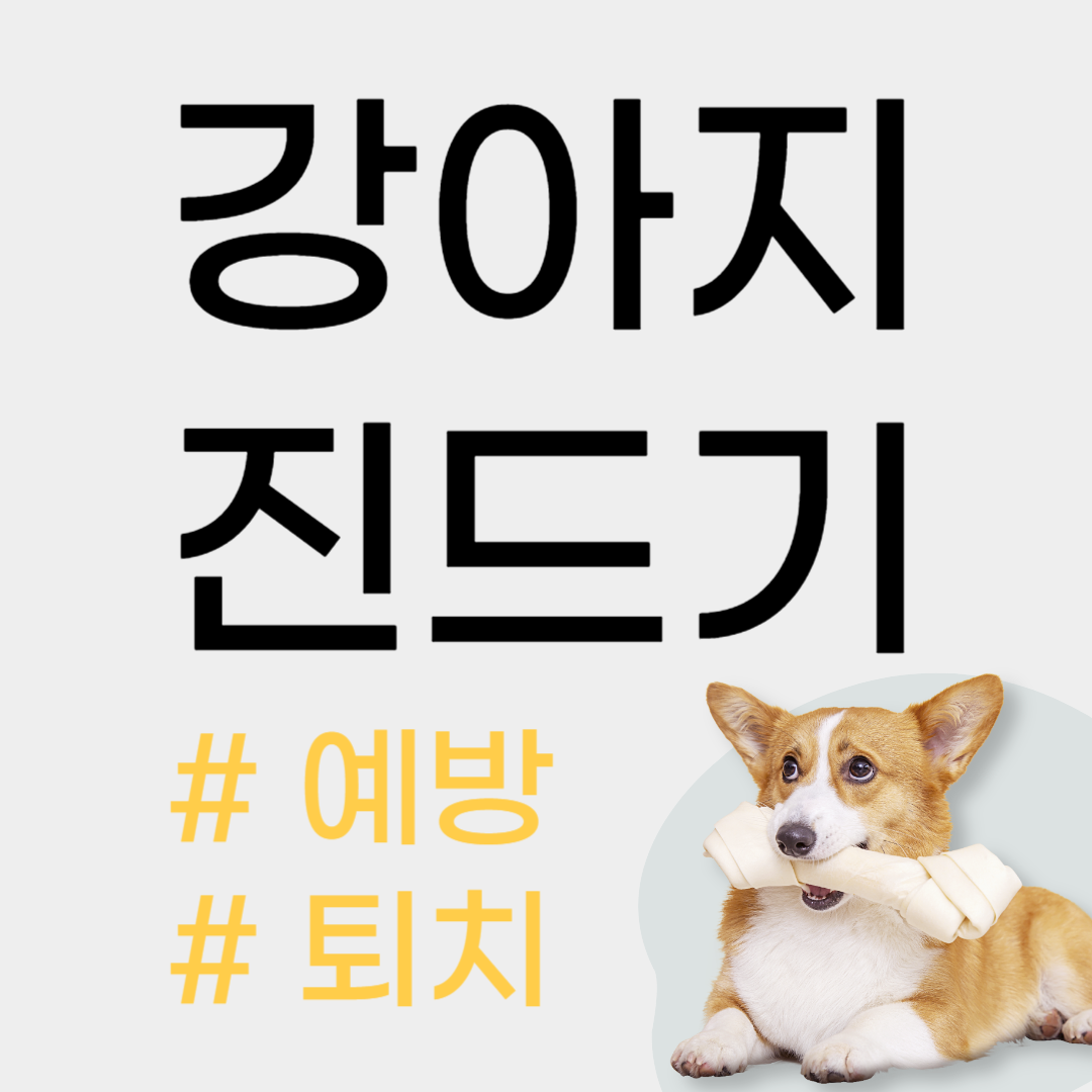 강아지 진드기 예방법