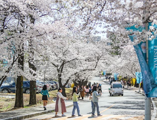 경산 벚꽃