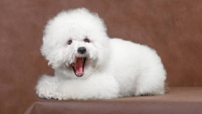 비숑프리제 사진