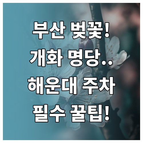 부산 벚꽃 개화 예상일 및 해운대 달..