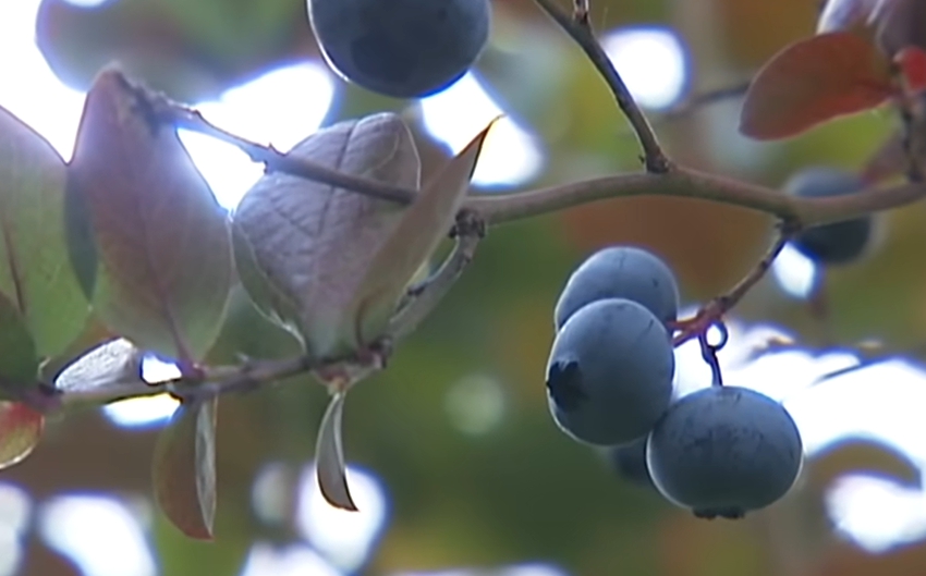 블루베리 효능 부작용