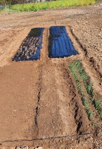 2025년 10월에 파종하기 좋은 작물들 농업 재배법_26