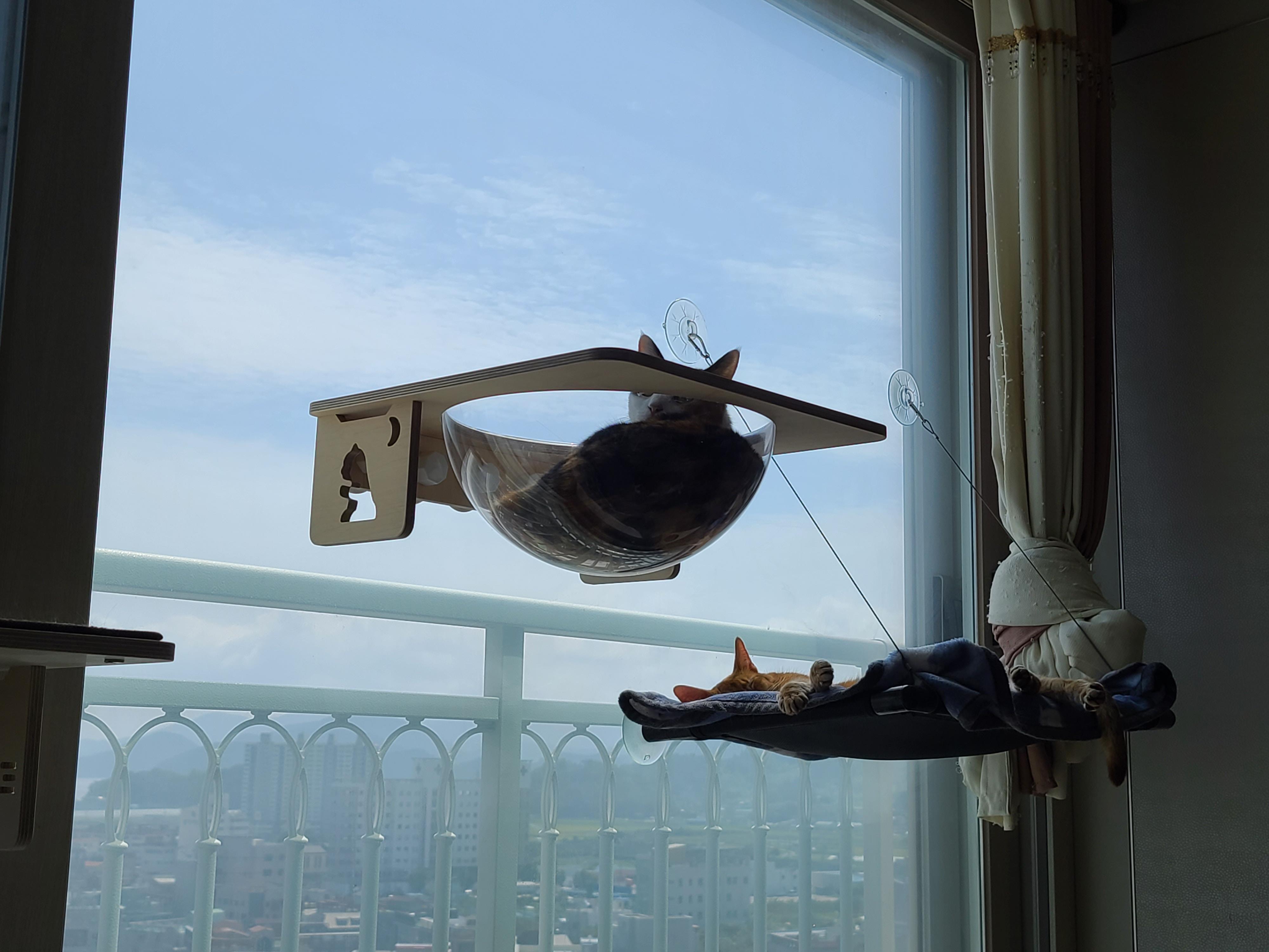 캣볼에서 여유롭게 창밖풍경 바라보는 고양이 (feat. 눌려진 핑크젤리)