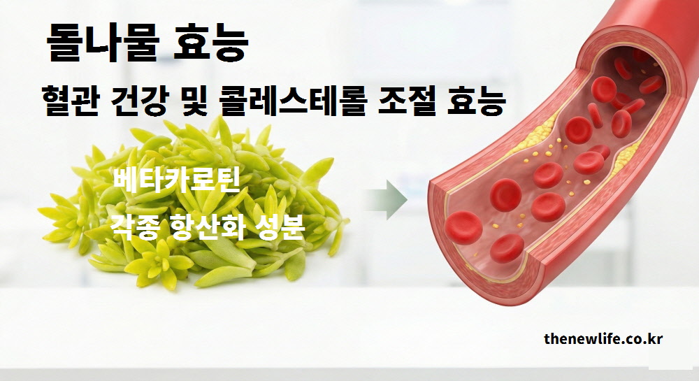 혈관 내 나쁜 콜레스테롤을 배출하고 혈액 순환을 돕는 돌나물의 베타카로틴 성분 설명 이미지