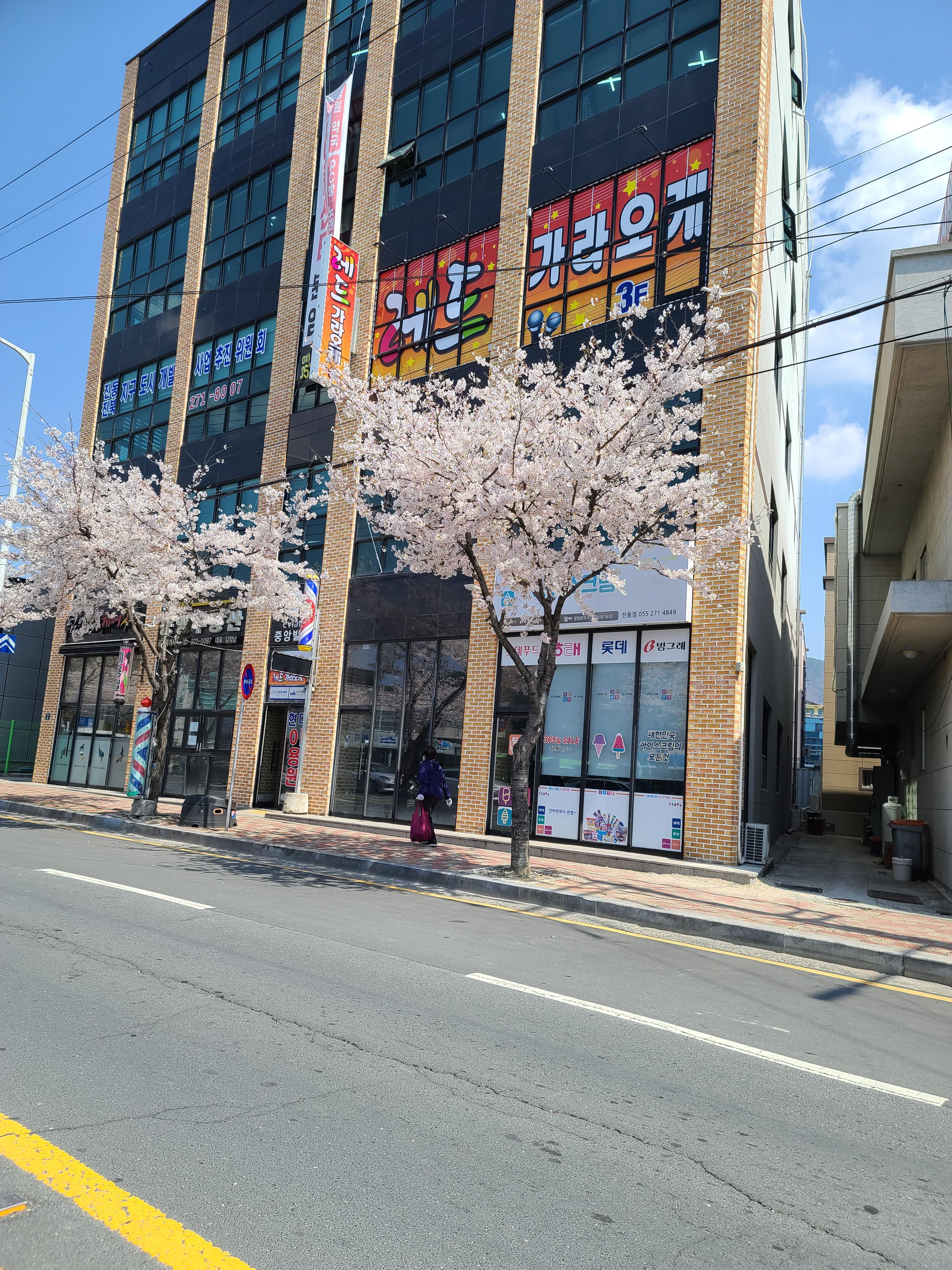 벚꽃이 활짝 펴서 벚꽃길이 되었다.