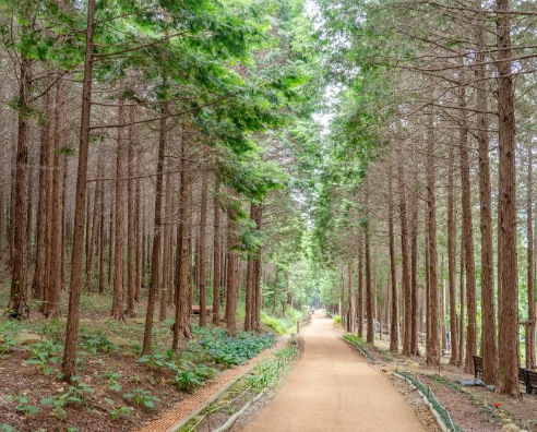  팔영산 편백치유의숲
