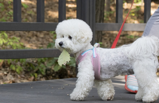 내 반려견과 전국을 누비다: 반려동물 전용 숙소와 식당 로드맵