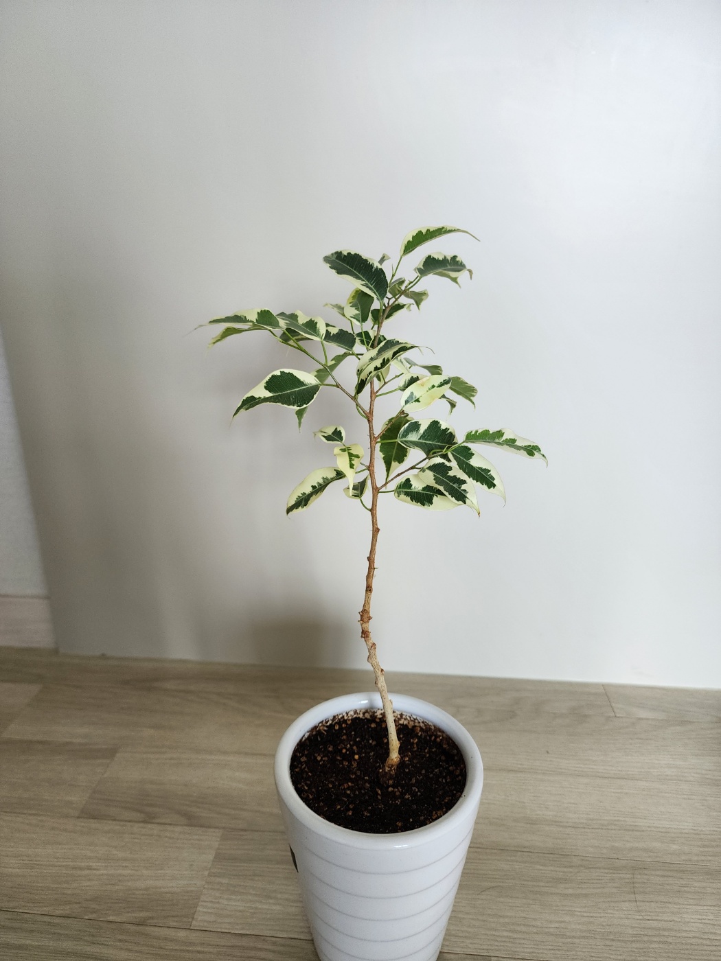 아랫잎을들 가지치기해준후의모습