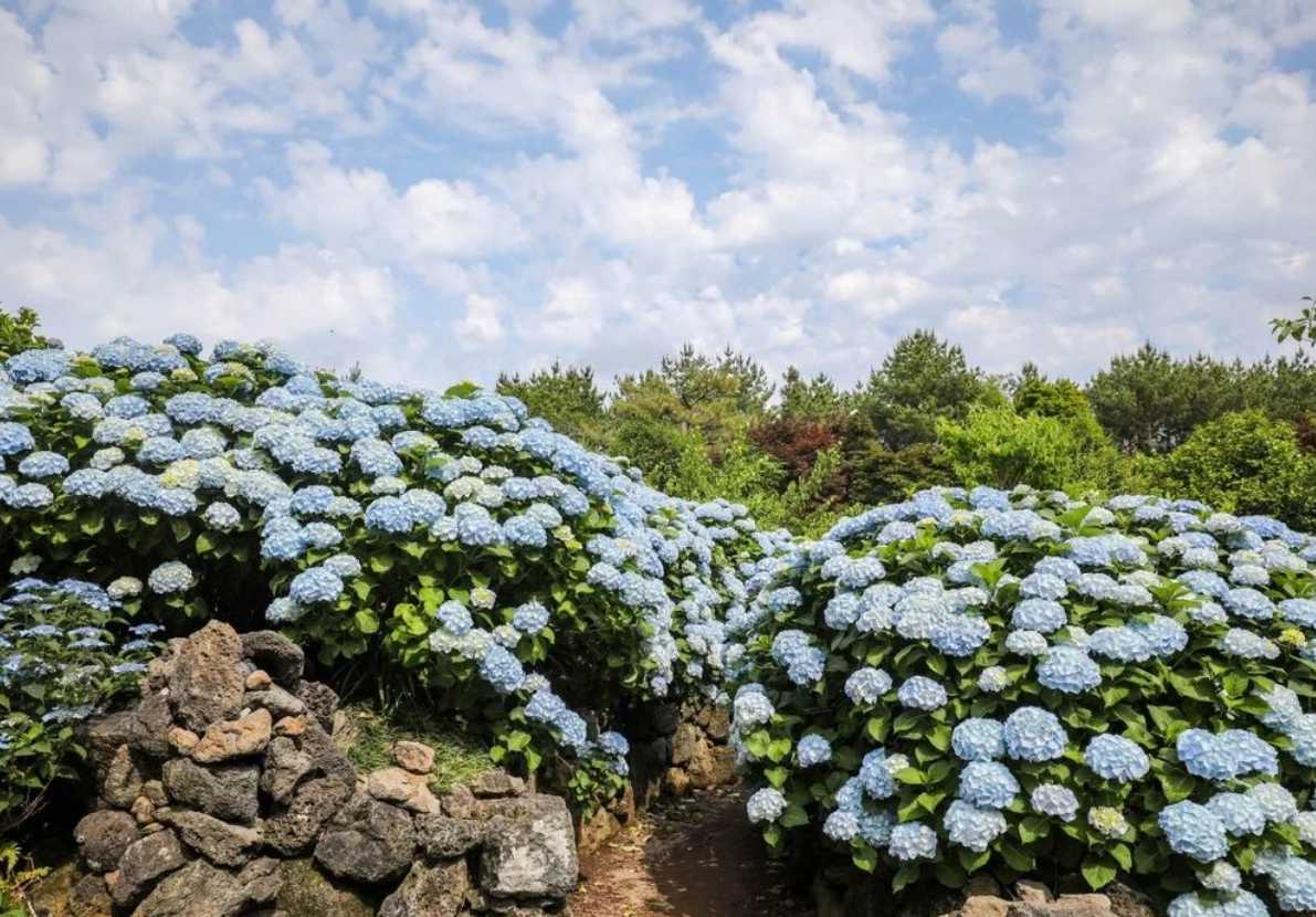 휴애리 수국축제