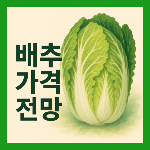 2025년 배추 가격 전망, 저렴하게 사는 꿀팁 요약 정리