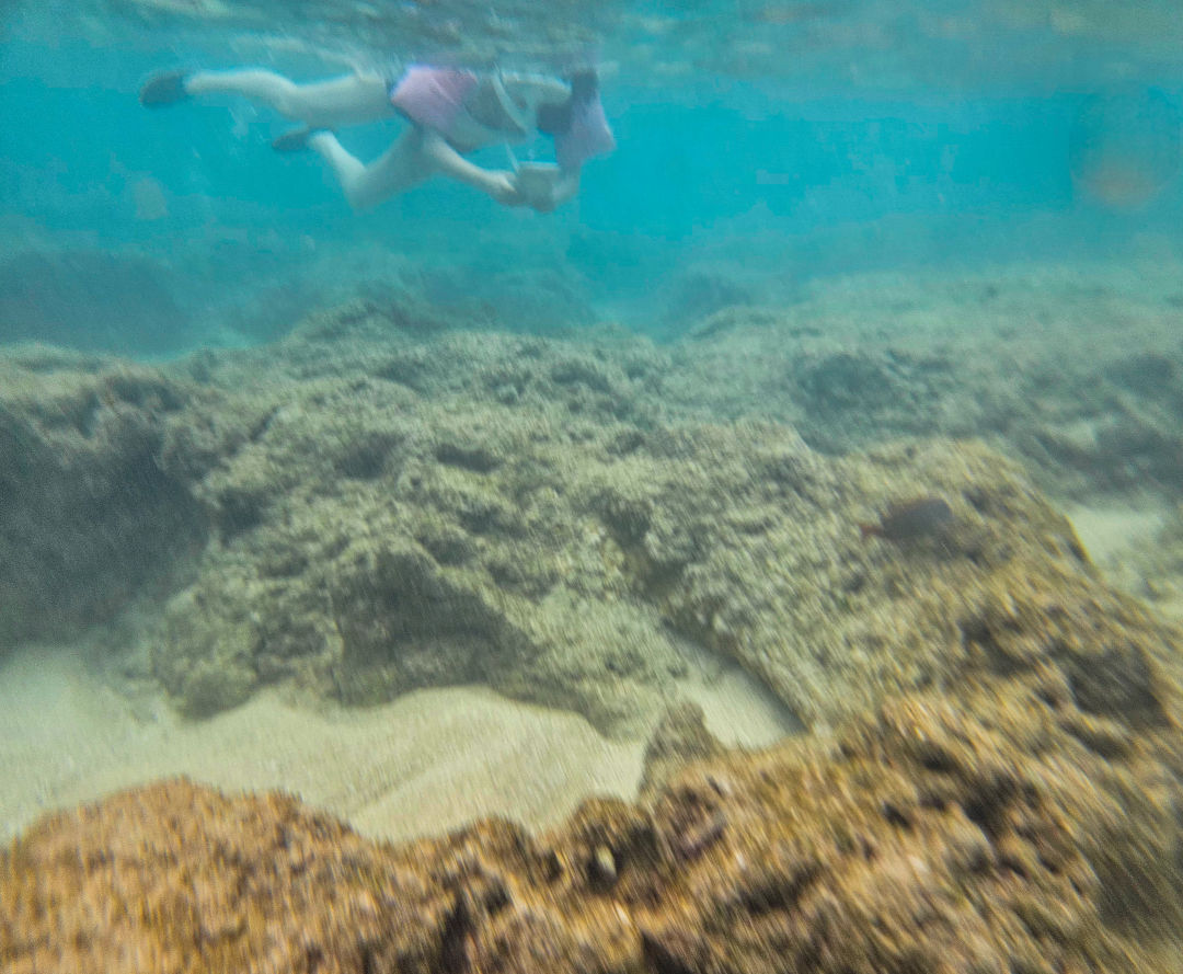 하나우마베이 스노쿨링 산호초