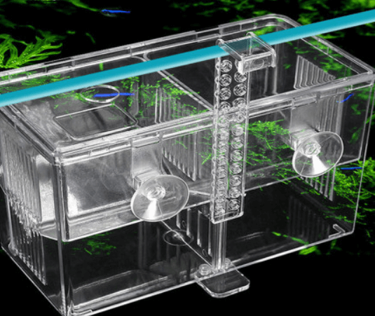 구피 치어 부화통, 합사 시기는?