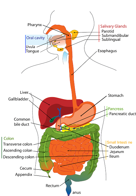 간경화 초기증상부터 4기 말기까지 증상&amp;#44; 생존율&amp;#44; 영양제