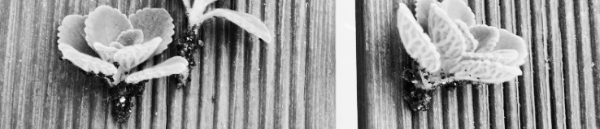 장미허브 키우는 법: 삽목