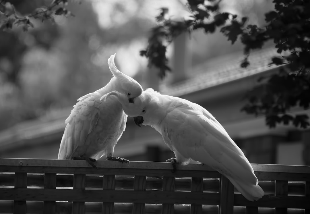 Love Affair