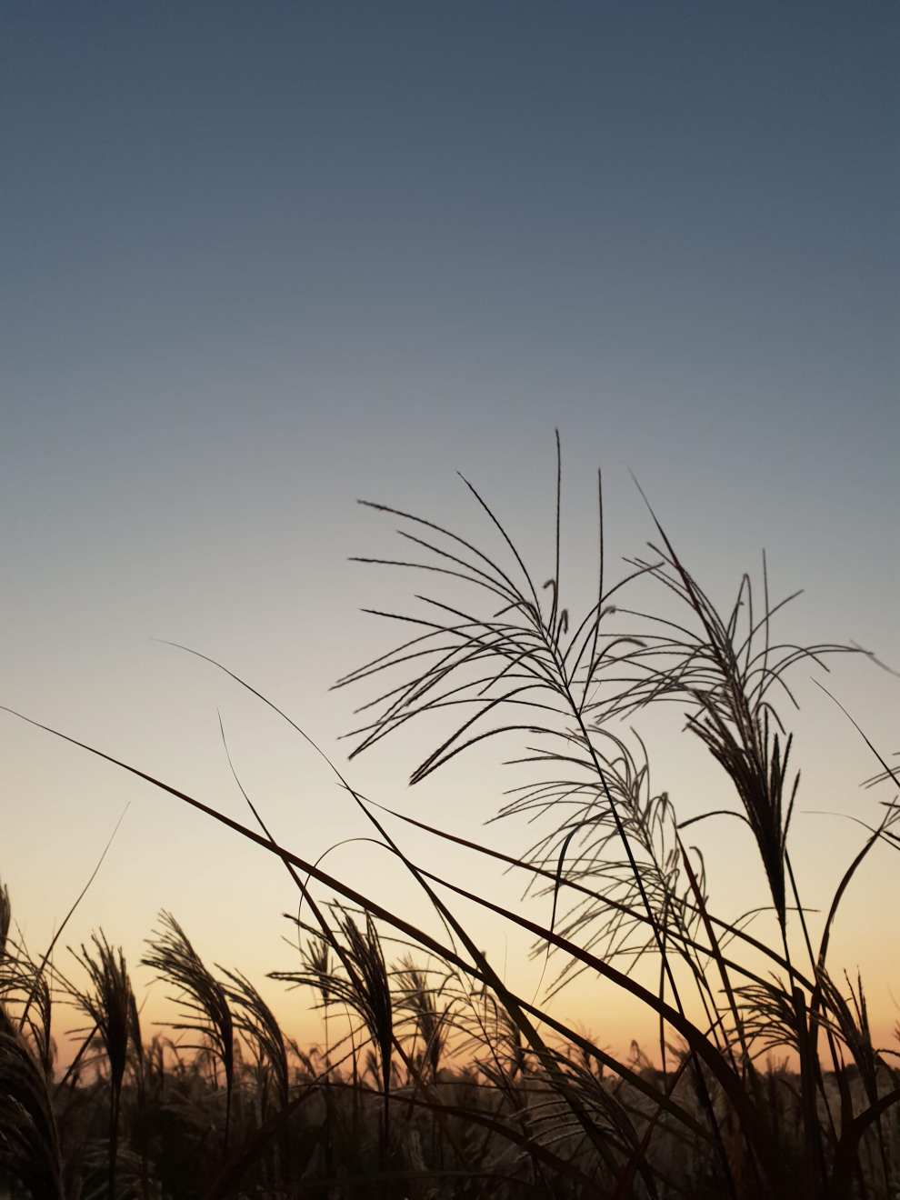 하늘공원억새축제