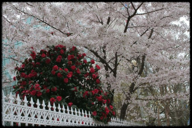 2025 진해 벚꽃 명소 BEST 7 - 인생샷 각도까지 알려드려요.