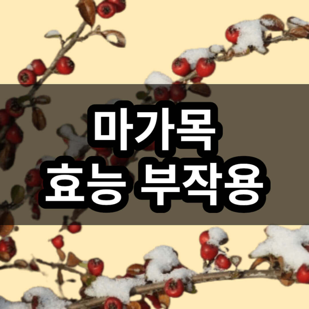 마가목 효능 부작용