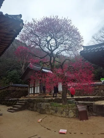 구례 가볼만한곳 베스트10 섬진강 벚꽃길 사성암 드라이브_21
