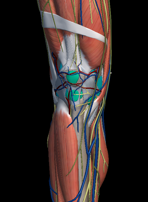 MCL 파열, LCL 파열