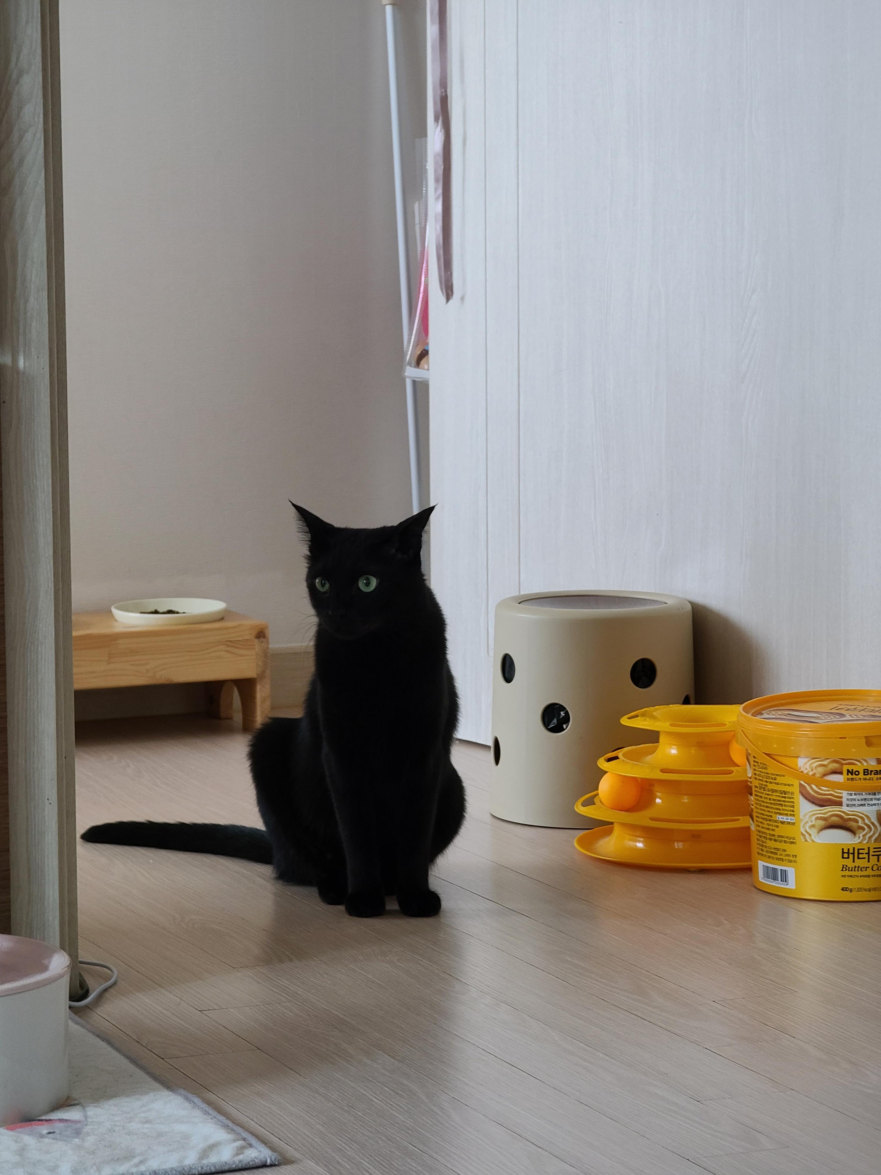 올블랙고양이 건이 골골송+꾹꾹이(feat.호야). 사이좋은 형제.