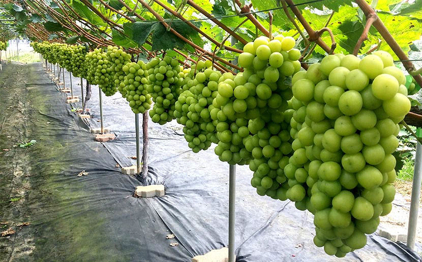 2025 김천포도축제 주요 프로그램 일정 초대가수 정보