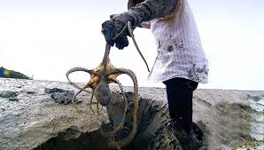 신안군 제 9회 섬낙지 축제 기본일정 및 프로그램 소개