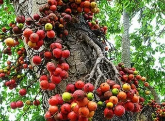 보리수나무 재배 전정 관리 착과 유도 열매 활용_3